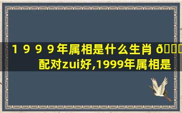 １９９９年属相是什么生肖 🐒 配对zui
好,1999年属相是什么生肖配对zui
好婚姻